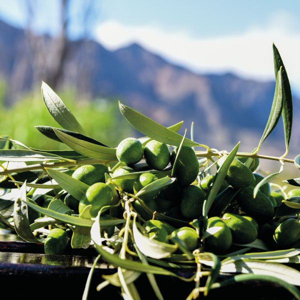 Ruta del olivo de San Juan