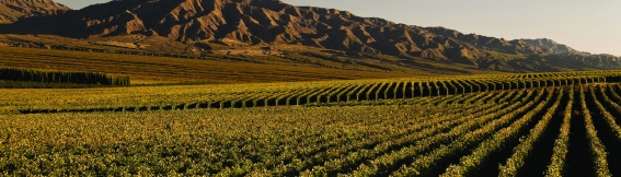 San Juan, Wine Route